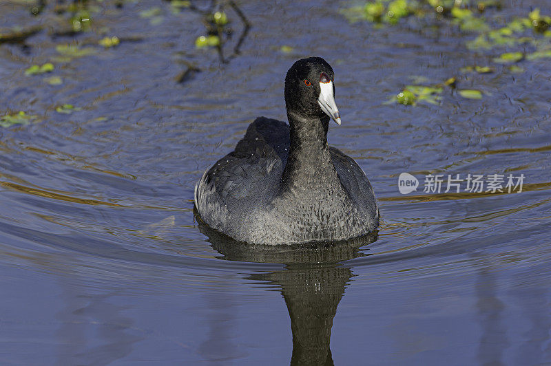 美洲白骨顶(Fulica americana)，也被称为泥鸡或pouldeau，是一种鸟类的家庭拉利科。萨克拉门托国家野生动物保护区，萨克拉门托山谷，加利福尼亚州